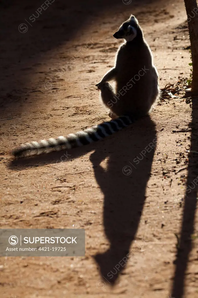 Ring-tailed Lemur (Lemur catta) adult, basking on ground with shadow, Berenty Reserve, Madagascar
