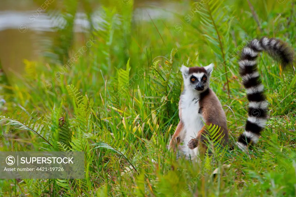 Ring-tailed Lemur (Lemur catta) adult, sitting on ground, Madagascar, September