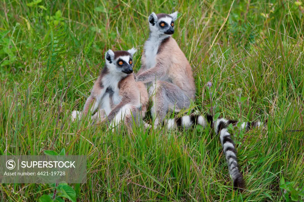 Ring-tailed Lemur (Lemur catta) two adults, sitting on ground, Madagascar, September
