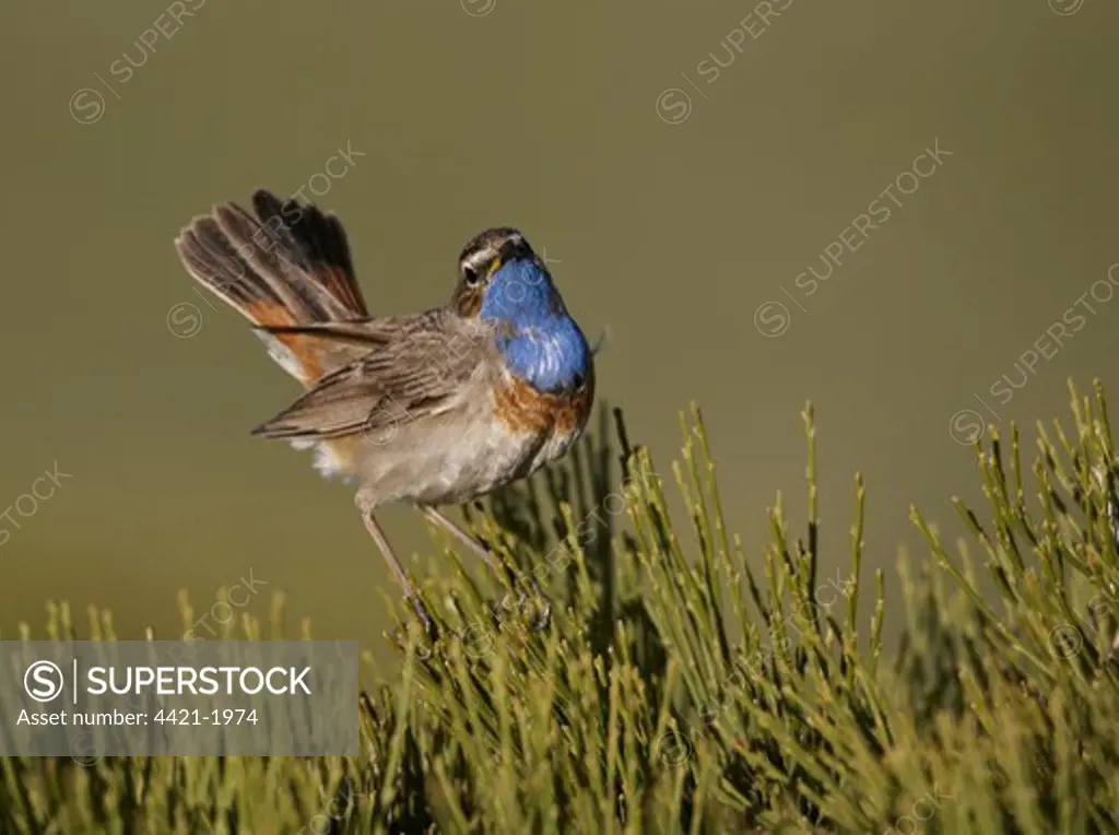 White-spotted Bluethroat (Luscinia svecica cyanecula) adult male, displaying, Gredos, Spain, may