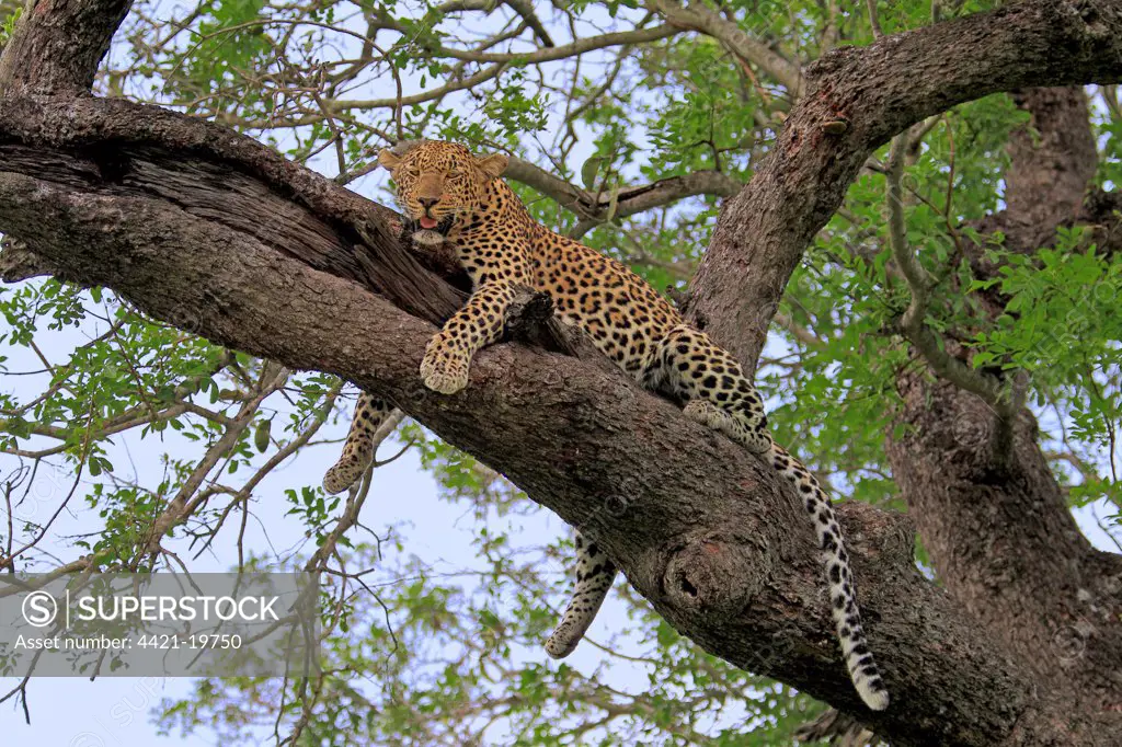 African Leopard (Panthera pardus pardus) adult, resting in tree, Sabi Sabi Game Reserve, Kruger N.P., South Africa