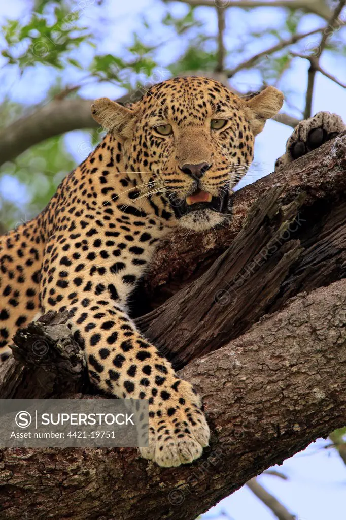 African Leopard (Panthera pardus pardus) adult, resting in tree, Sabi Sabi Game Reserve, Kruger N.P., South Africa