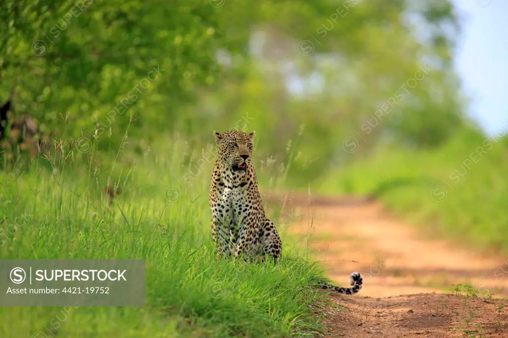 African Leopard (Panthera pardus pardus) adult, sitting on grass beside track, Sabi Sabi Game Reserve, Kruger N.P., South Africa