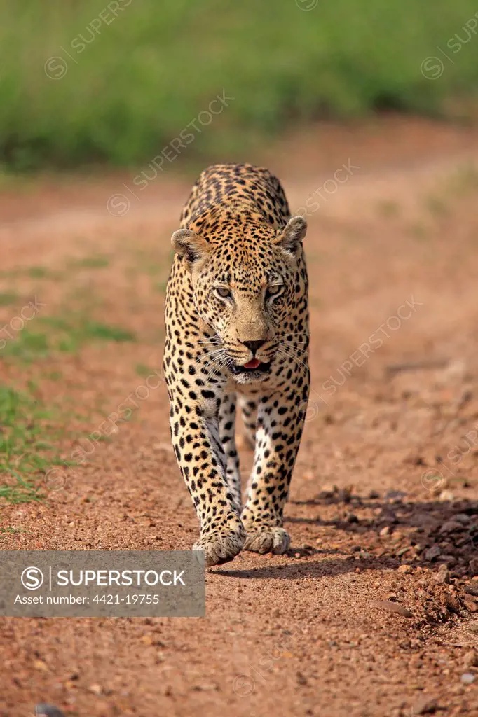 African Leopard (Panthera pardus pardus) adult, walking along track, Sabi Sabi Game Reserve, Kruger N.P., South Africa