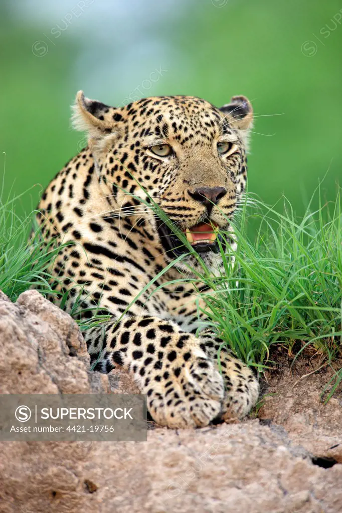 African Leopard (Panthera pardus pardus) adult, resting, Sabi Sabi Game Reserve, Kruger N.P., South Africa
