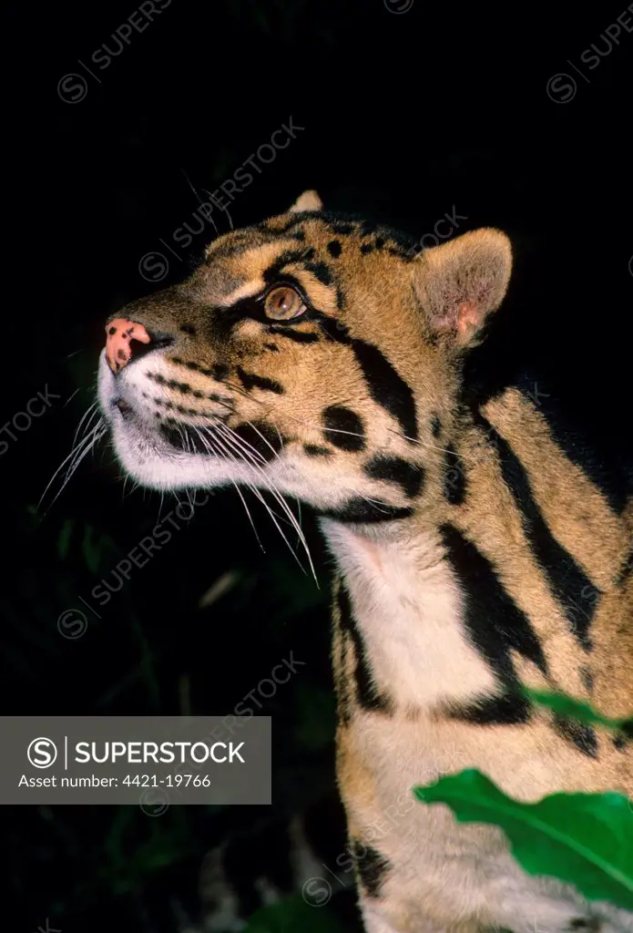 Clouded Leopard (Neofelis nebulosa) adult, close up of head and neck