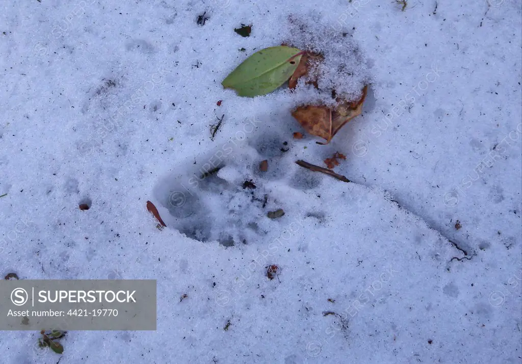 Indian Leopard (Panthera pardus fusca) footprints in snow, Eaglenest Wildlife Sanctuary, Arunachal Pradesh, India, january