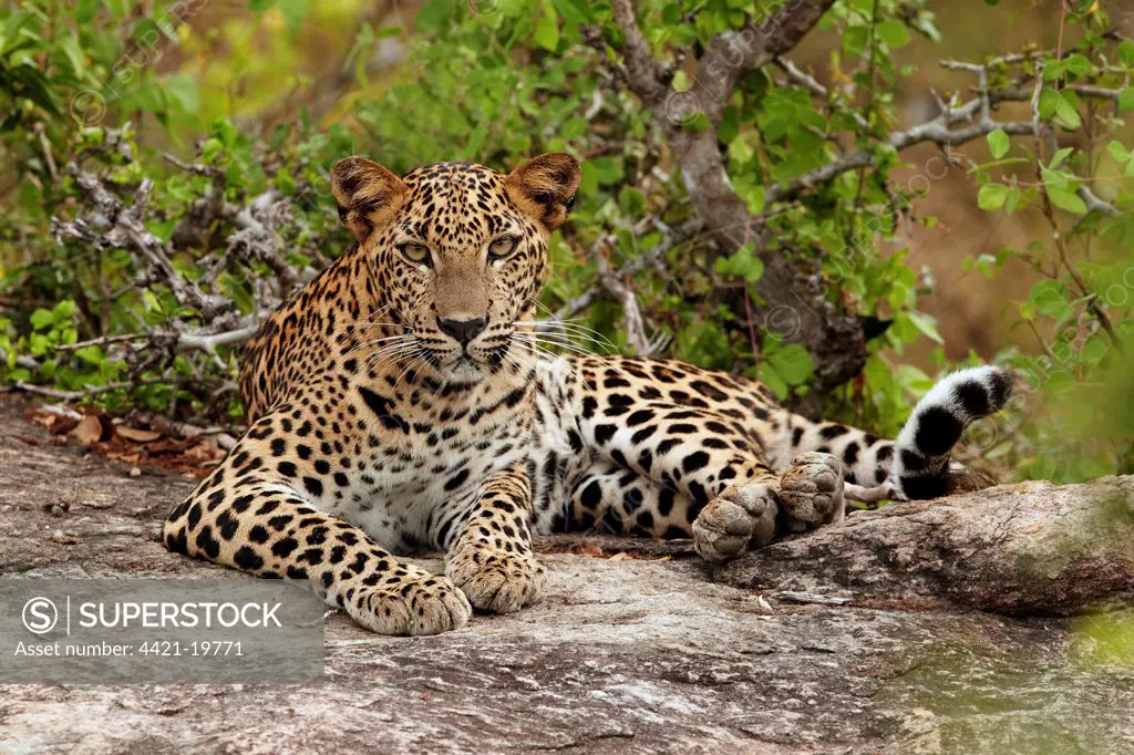 Sri Lankan Leopard (Panthera pardus kotiya) immature, resting on rock, Yala N.P., Sri Lanka