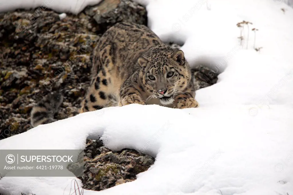 Snow Leopard (Panthera uncia) adult, crouching in snow, winter (captive)