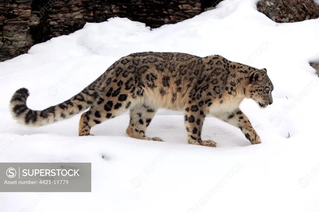 Snow Leopard (Panthera uncia) adult, walking in snow, winter (captive)