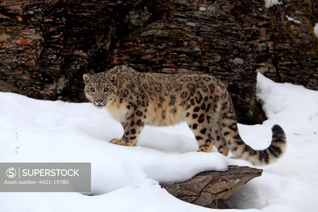 Snow Leopard (Panthera uncia) adult, standing in snow, winter (captive)