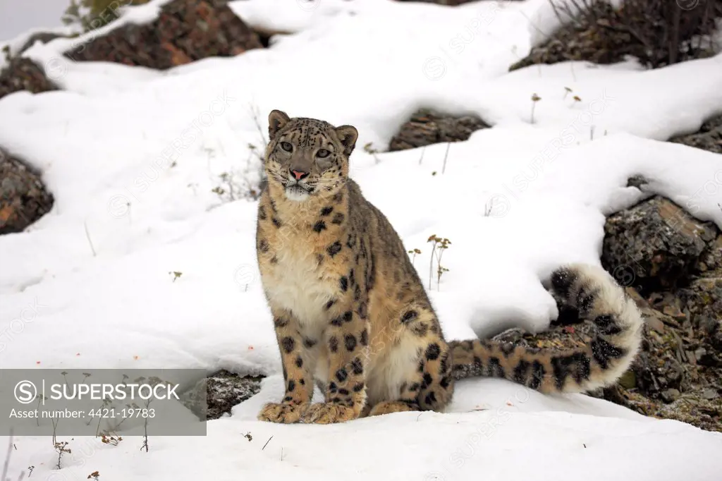 Snow Leopard (Panthera uncia) adult, sitting in snow, winter (captive)