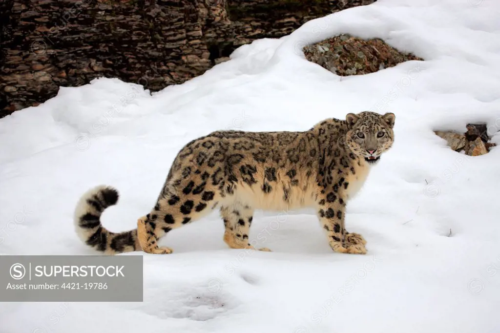 Snow Leopard (Panthera uncia) adult, standing in snow, winter (captive)