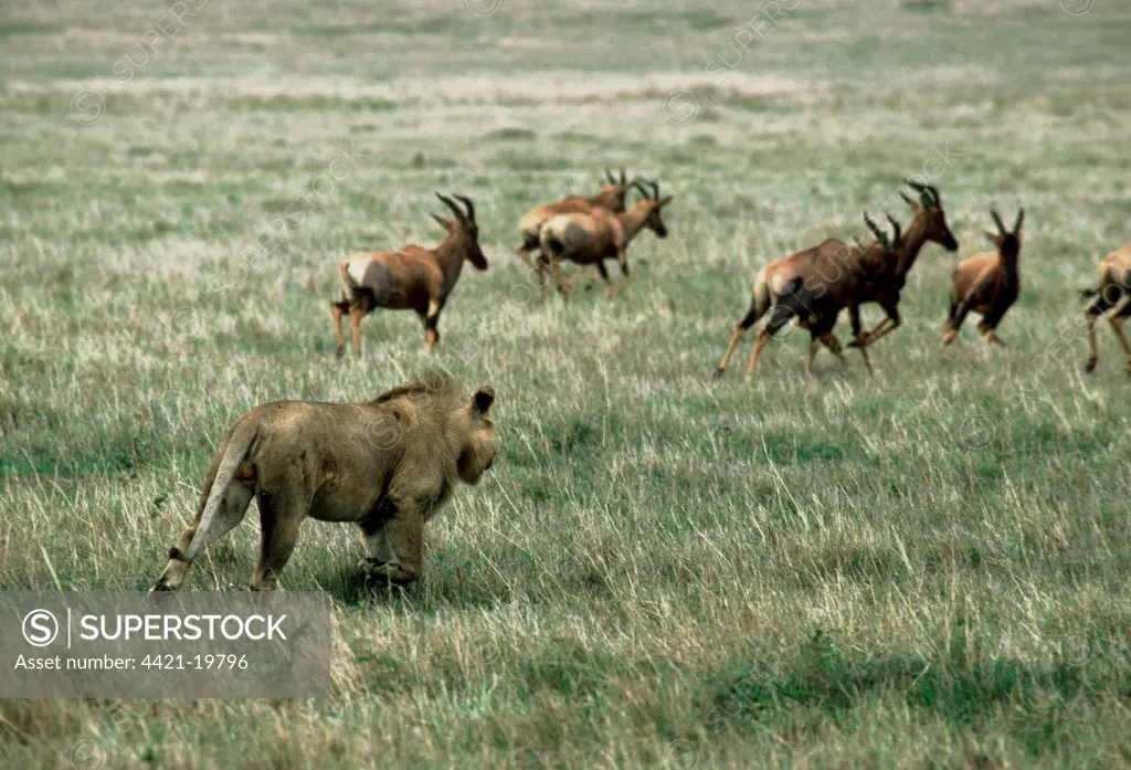 Lion (Panthera leo) adult male, hunting Topi (Damaliscus lunatus) herd, Masai Mara, Kenya