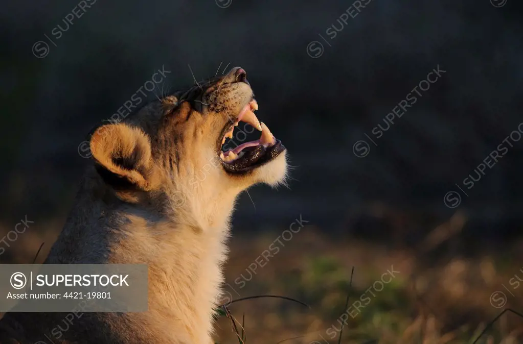 Lion (Panthera leo) adult female, in flehmen, close-up of head, in evening, Mashatu Game Reserve, Tuli Block, Botswana