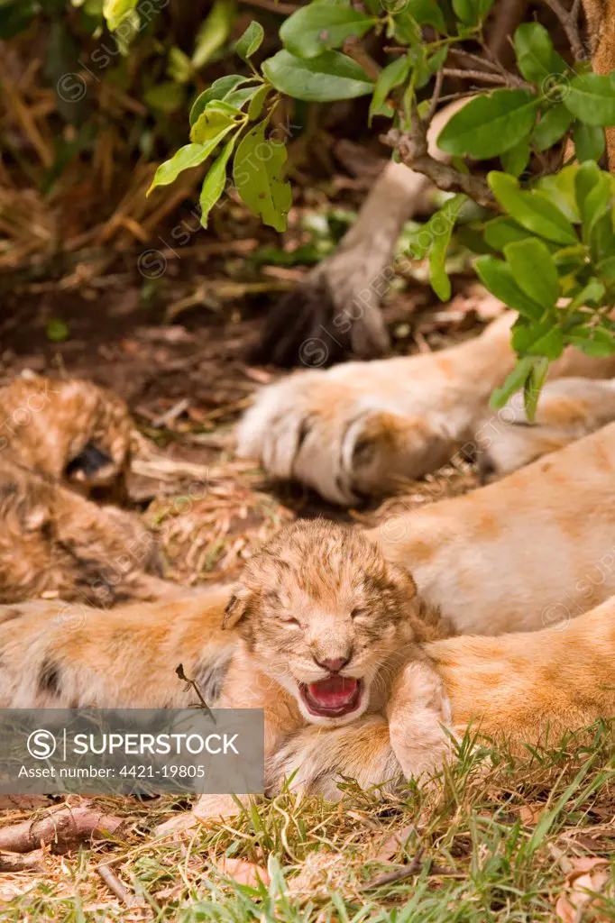 Lion (Panthera leo) one-day old cub, sitting between legs of mother, Masai Mara, Kenya