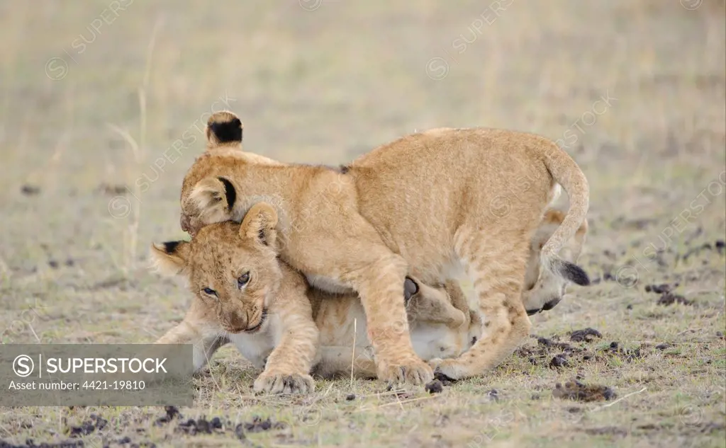 Lion (Panthera leo) two cubs, play-fighting, Masai Mara, Kenya