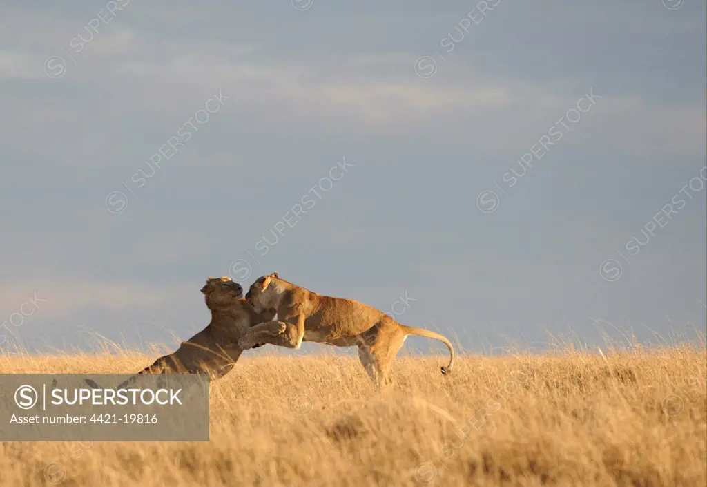 Lion (Panthera leo) adult female and immature male, play-fighting, in grassland, Masai Mara, Kenya