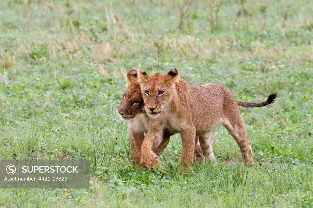 Lion (Panthera leo) two cubs, walking side by side, Savute, Chobe N.P., Botswana