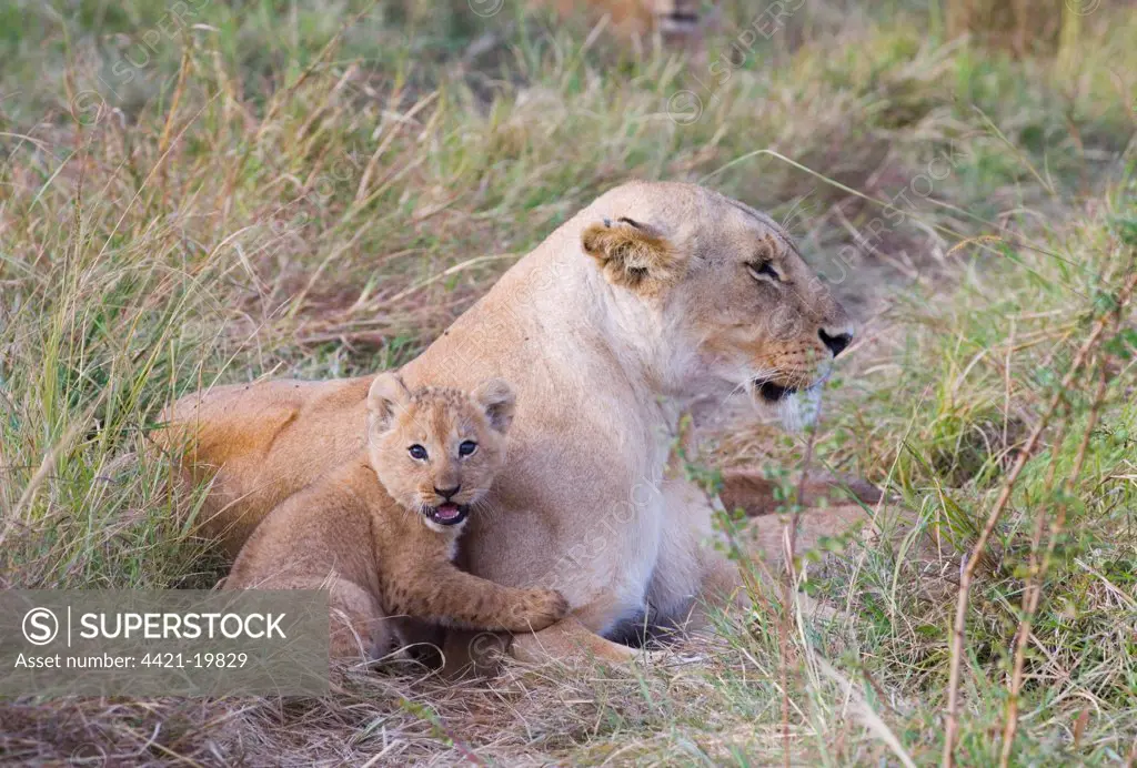 Lion (Panthera leo) adult female with cub, resting, Masai Mara, Kenya