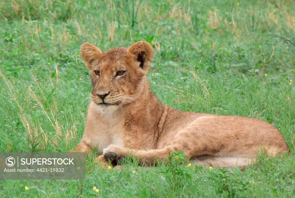 Lion (Panthera leo) immature, resting, Savute, Chobe N.P., Botswana