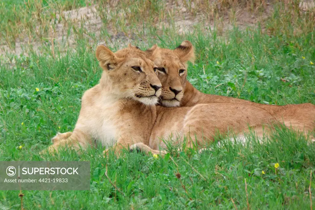 Lion (Panthera leo) two immatures, resting together, Savute, Chobe N.P., Botswana