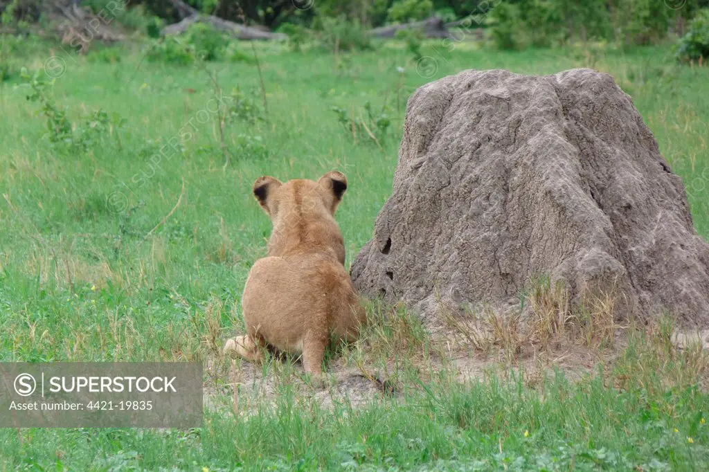 Lion (Panthera leo) immature, resting beside termite mound, Savute, Chobe N.P., Botswana