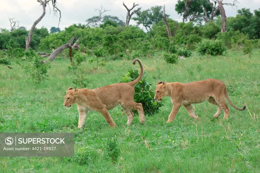 Lion (Panthera leo) two immatures, walking, Savute, Chobe N.P., Botswana