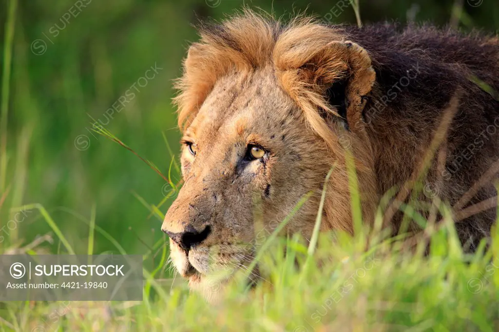 Lion (Panthera leo) adult male, close-up of head, Sabi Sabi Game Reserve, Kruger N.P., South Africa