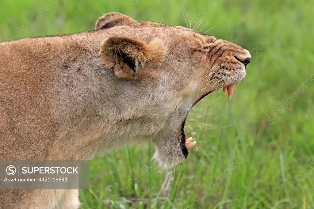 Lion (Panthera leo) adult female, yawning, close-up of head, Sabi Sabi Game Reserve, Kruger N.P., South Africa