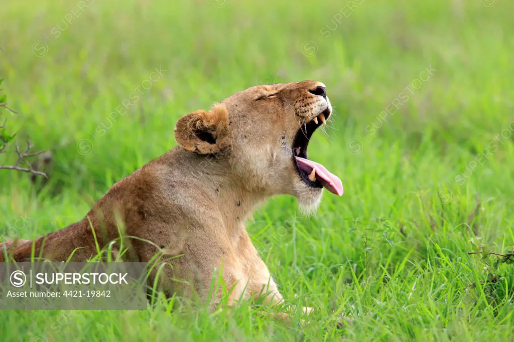Lion (Panthera leo) adult female, yawning, resting on grass, Sabi Sabi Game Reserve, Kruger N.P., South Africa