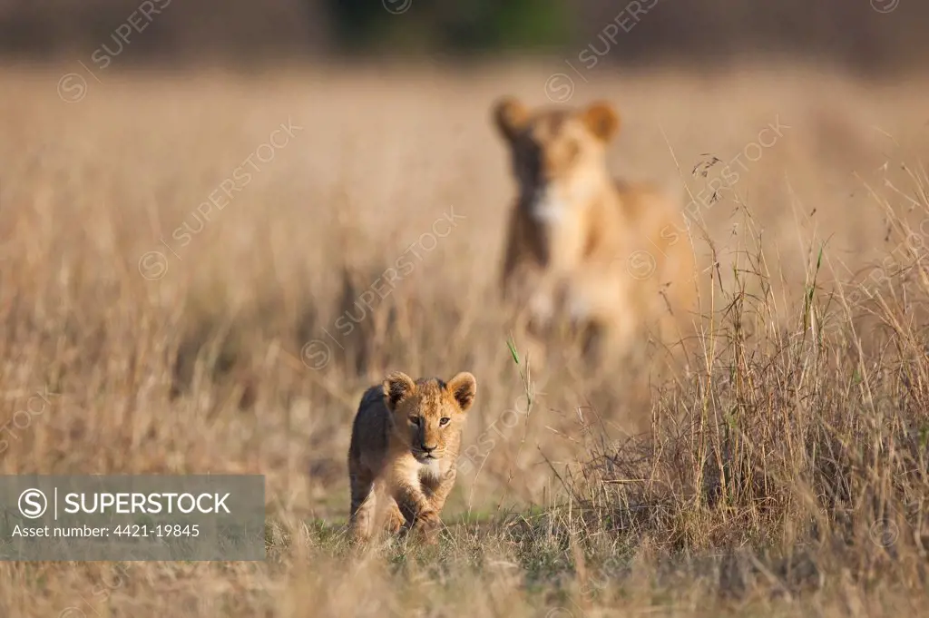 Lion (Panthera leo) six-week old cub, walking, with adult female in background, Masai Mara, Kenya