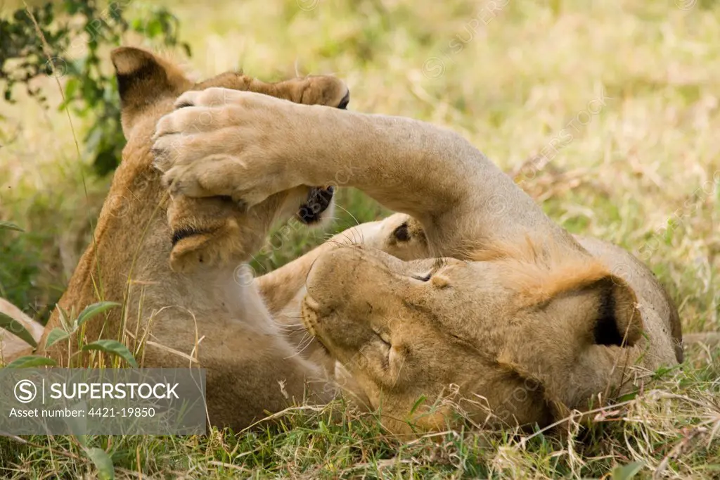 Lion (Panthera leo) two juveniles, playfighting, Masai Mara National Reserve, Kenya