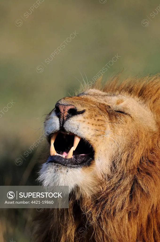 Lion (Panthera leo) adult male, close-up of head, in flehmen, Masai Mara, Kenya