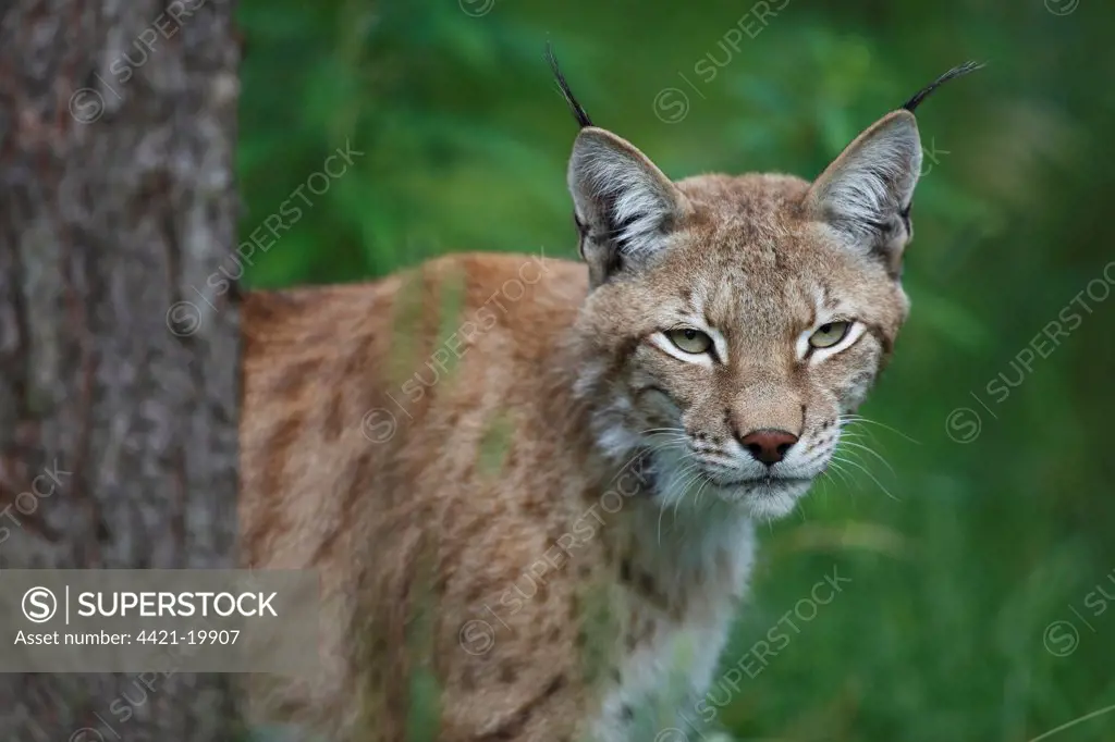 Eurasian Lynx (Lynx lynx) adult, close-up of head, looking out from behind tree trunk, Finland, july