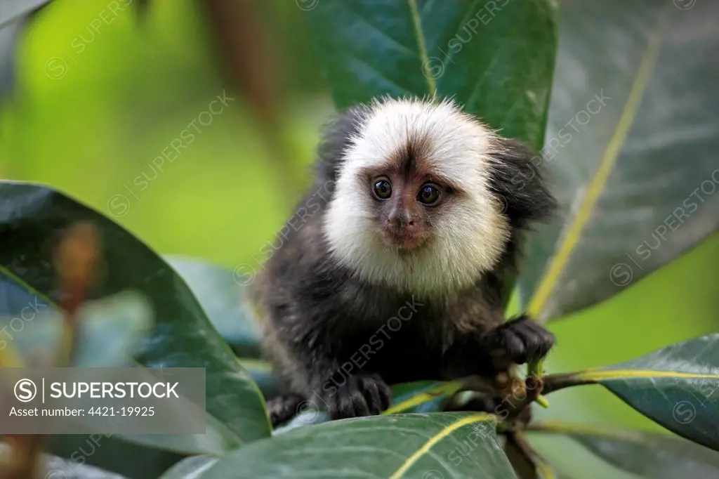 Geoffroy's Marmoset (Callithrix geoffroyi) young, sitting on leaves, captive