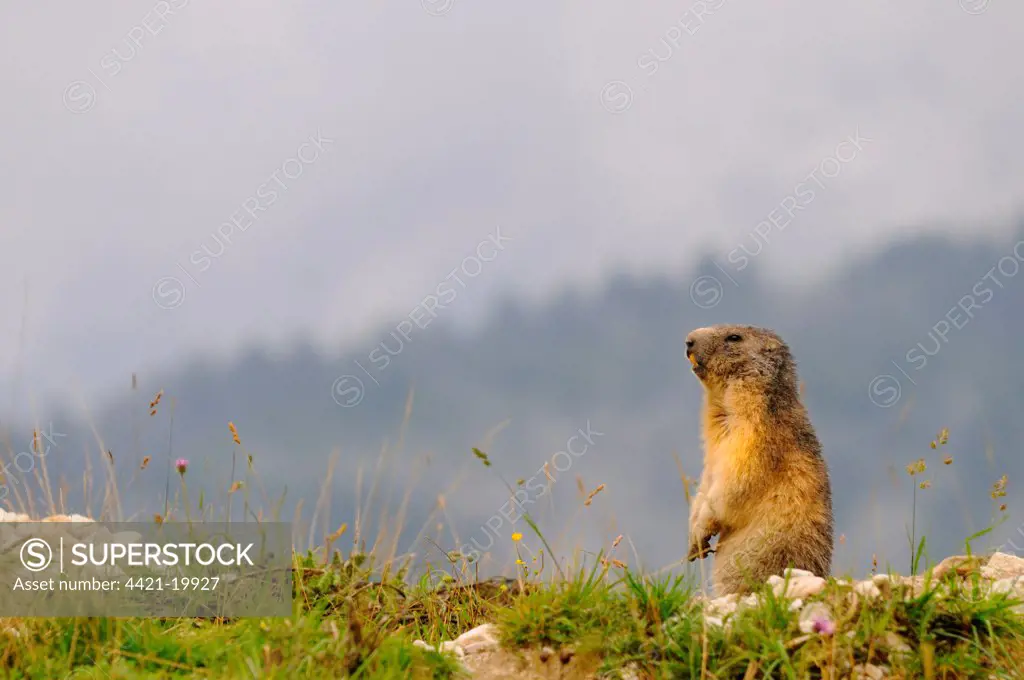 Alpine Marmot (Marmota marmota) adult, sitting on lookout, Italian Alps, Italy, august