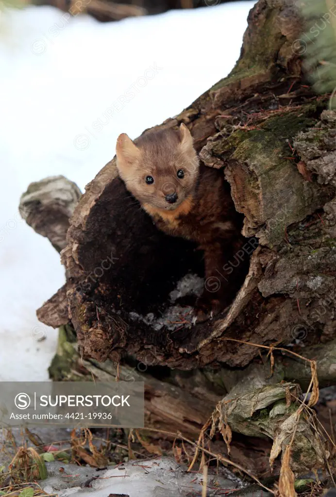 American Marten (Martes americana) adult, standing at entrance of hollow log in snow, Montana, U.S.A., winter (captive)