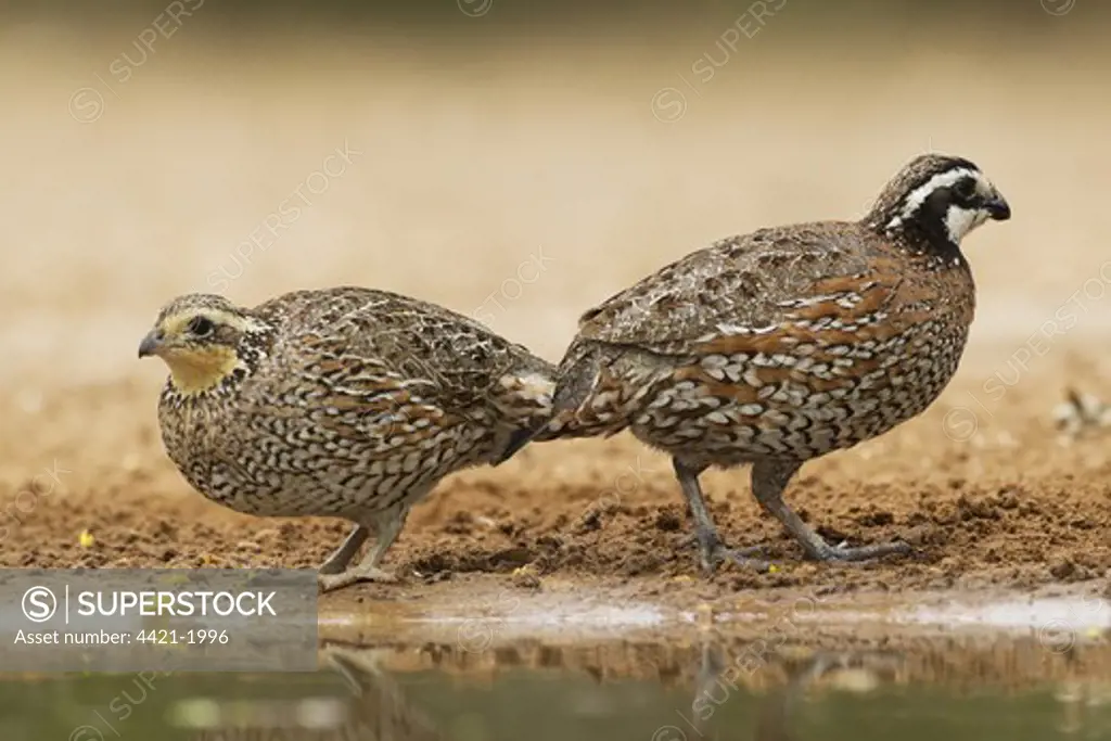 Northern Bobwhite (Colinus virginianus) adult pair, standing at edge of pool, South Texas, U.S.A., may