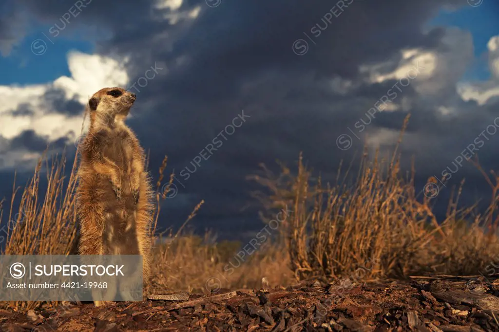 Meerkat (Suricata suricatta) adult, standing guard at sunset, with approaching stormclouds, Kalahari Meerkat Project, Kuruman River Reserve, Kalahari Desert, Northern Cape, South Africa