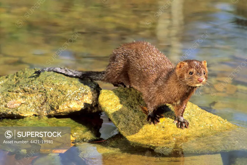 American Mink (Mustela vison) adult, standing on rocks in river, U.S.A.