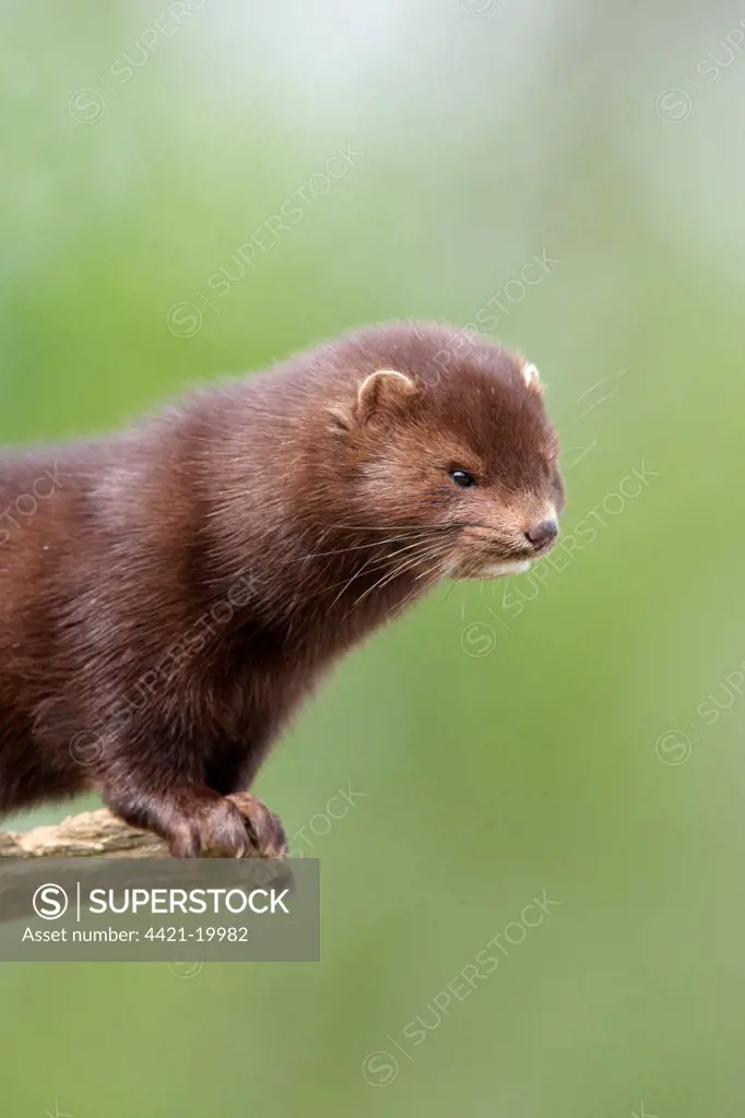 American Mink (Mustela vison) introduced species, adult, standing on branch, close-up of head and neck, Sussex, England, spring