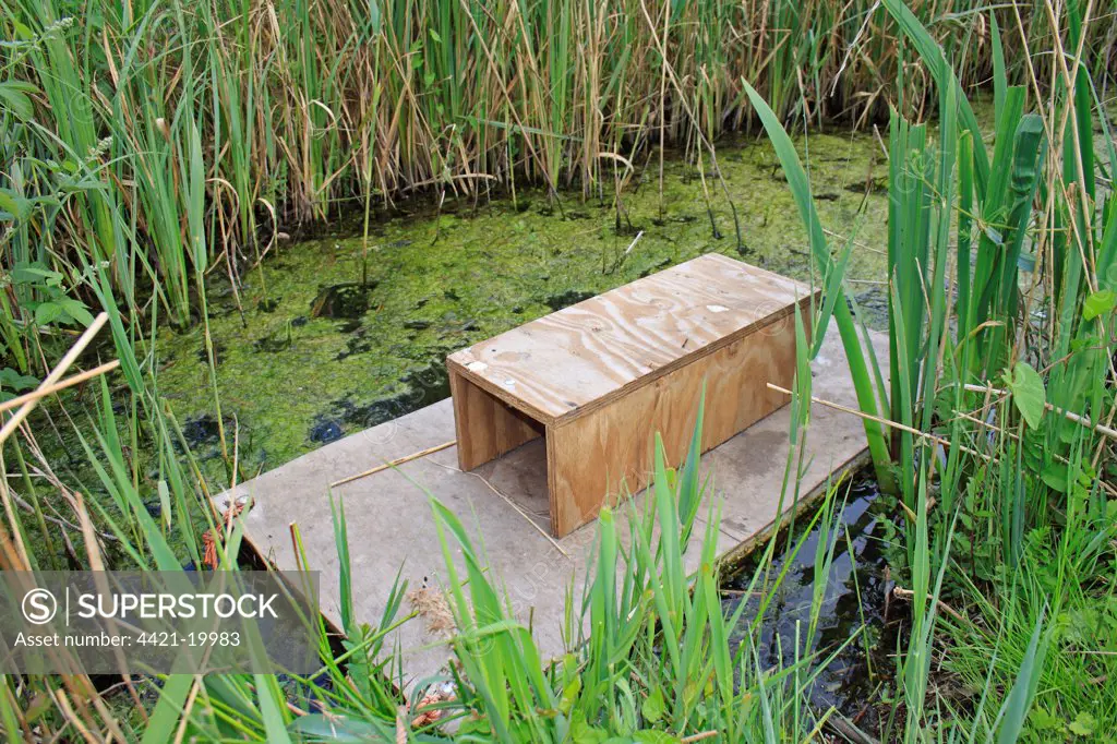 American Mink (Mustela vison) introduced pest species control, floating raft with trap on ditch at edge of reedbed, Hen Reedbeds, Suffolk Coast N.N.R., Suffolk, England, may