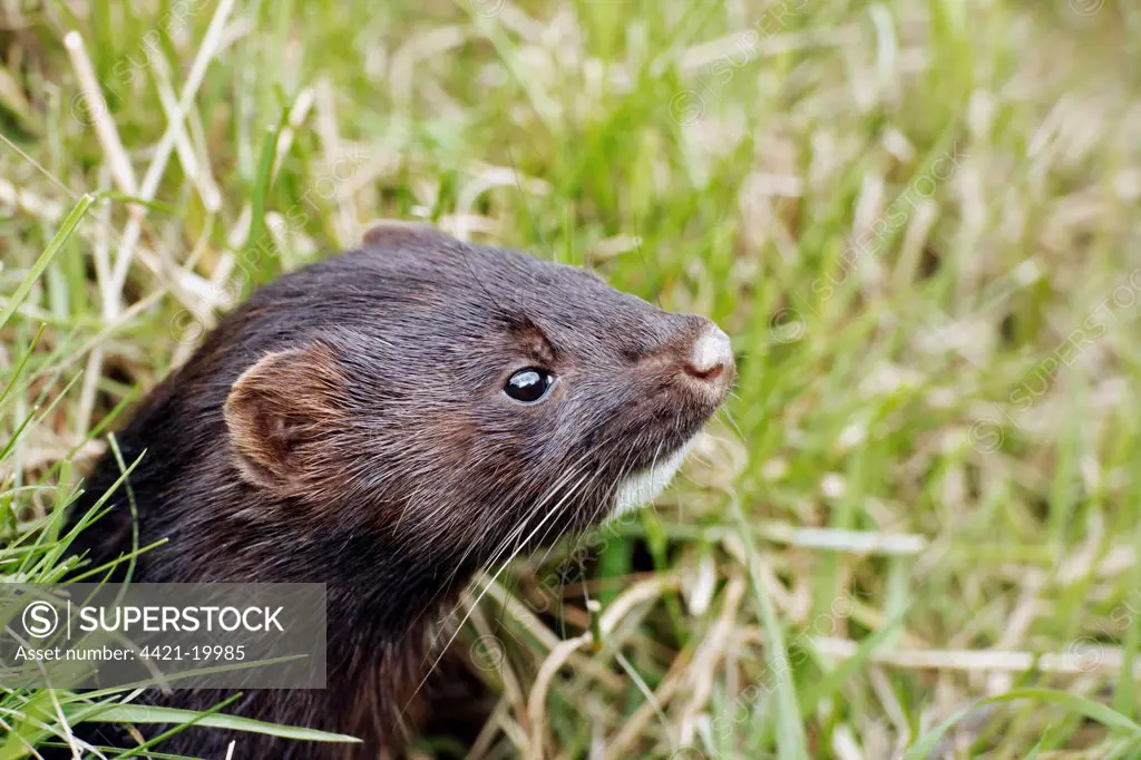 American Mink (Mustela vison) introduced species, adult, close-up of head, England, July (captive)