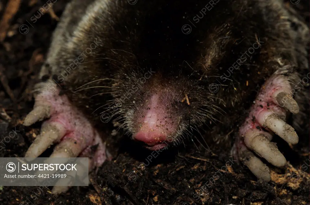 European Mole (Talpa europaea) adult, close-up of head and front feet, emerging from underground tunnel, Oxfordshire, England