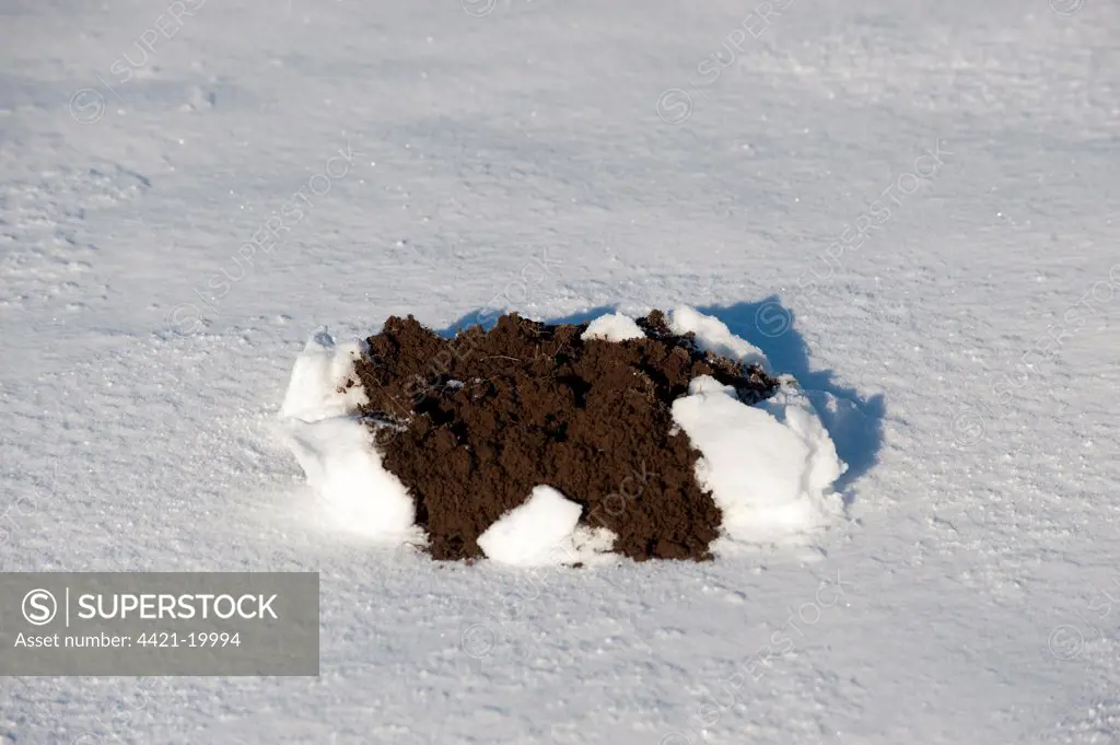 European Mole (Talpa europaea) molehill, emerging through snow, England, november