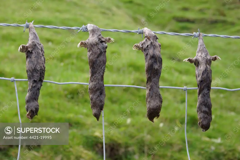 European Mole (Talpa europaea) four dead adults, hung on barbed wire fence by molecatcher, Keld, Swaledale, Yorkshire Dales N.P., North Yorkshire, England, october