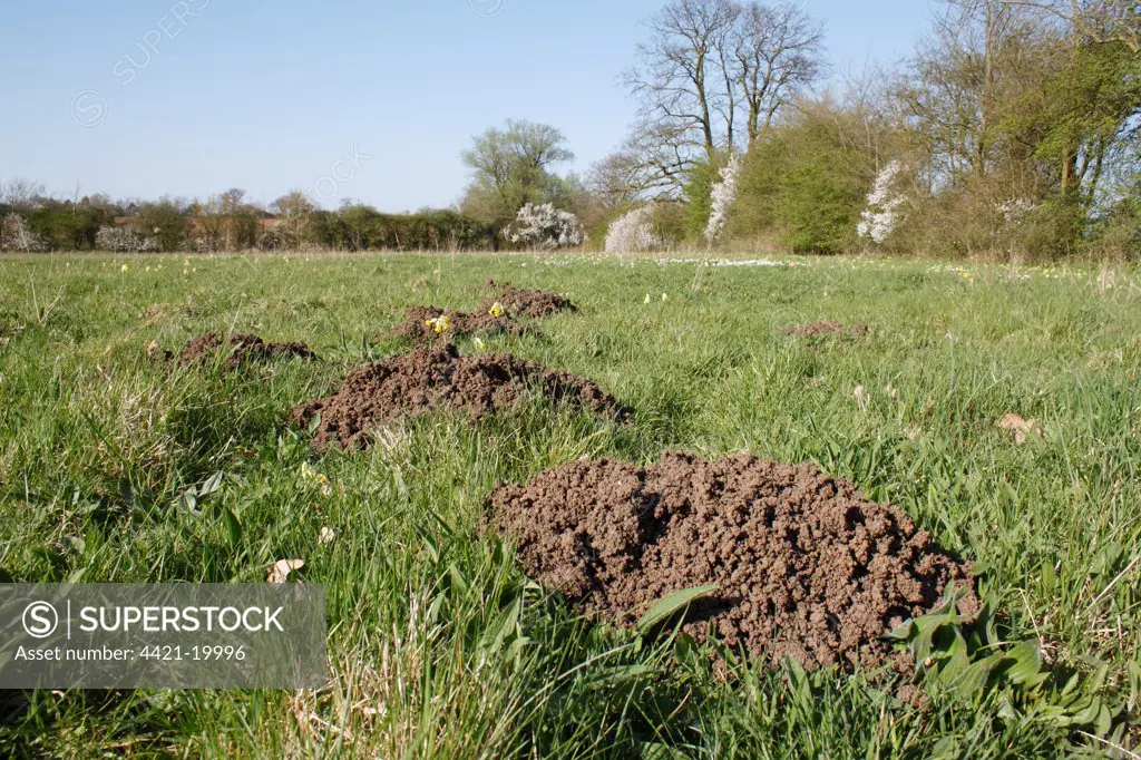 European Mole (Talpa europaea) molehills, in unimproved hay meadow habitat, Mickfield Meadow Nature Reserve, Mickfield, Suffolk, England, april