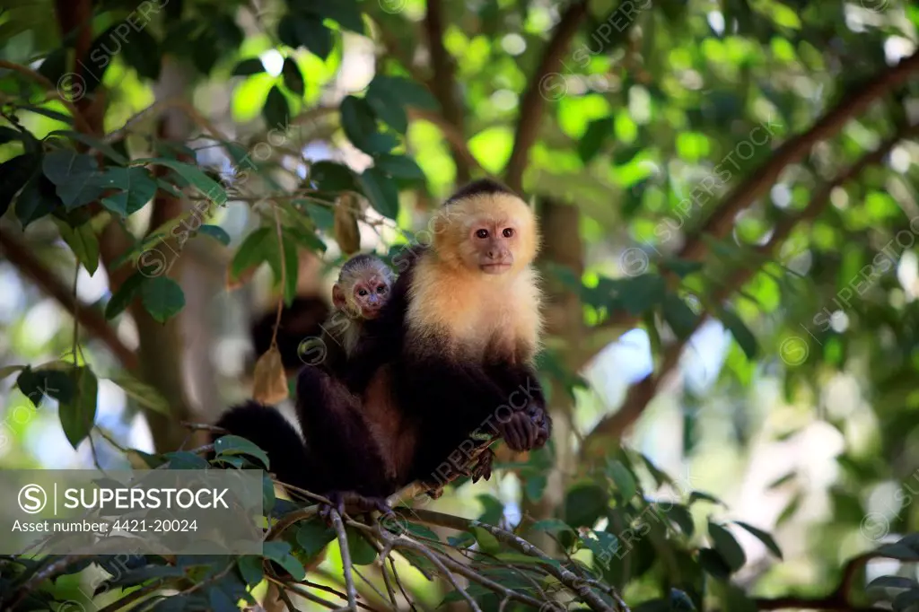 White-throated Capuchin (Cebus capucinus) adult female, carrying baby on back, Roatan, Honduras