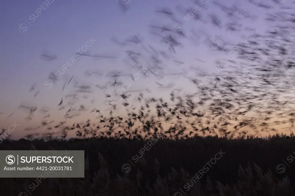 Common Starling (Sturnus vulgaris) flock, in flight, coming in to roost in reedbed at sunset, on site of former opencast coal mine, St. Aidans RSPB Reserve, West Yorkshire, England, November